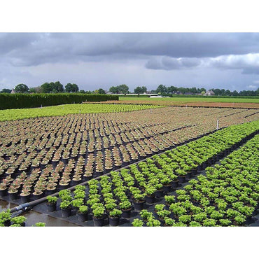 Malla antihierba 100 g/m² negra 1 x 25 m