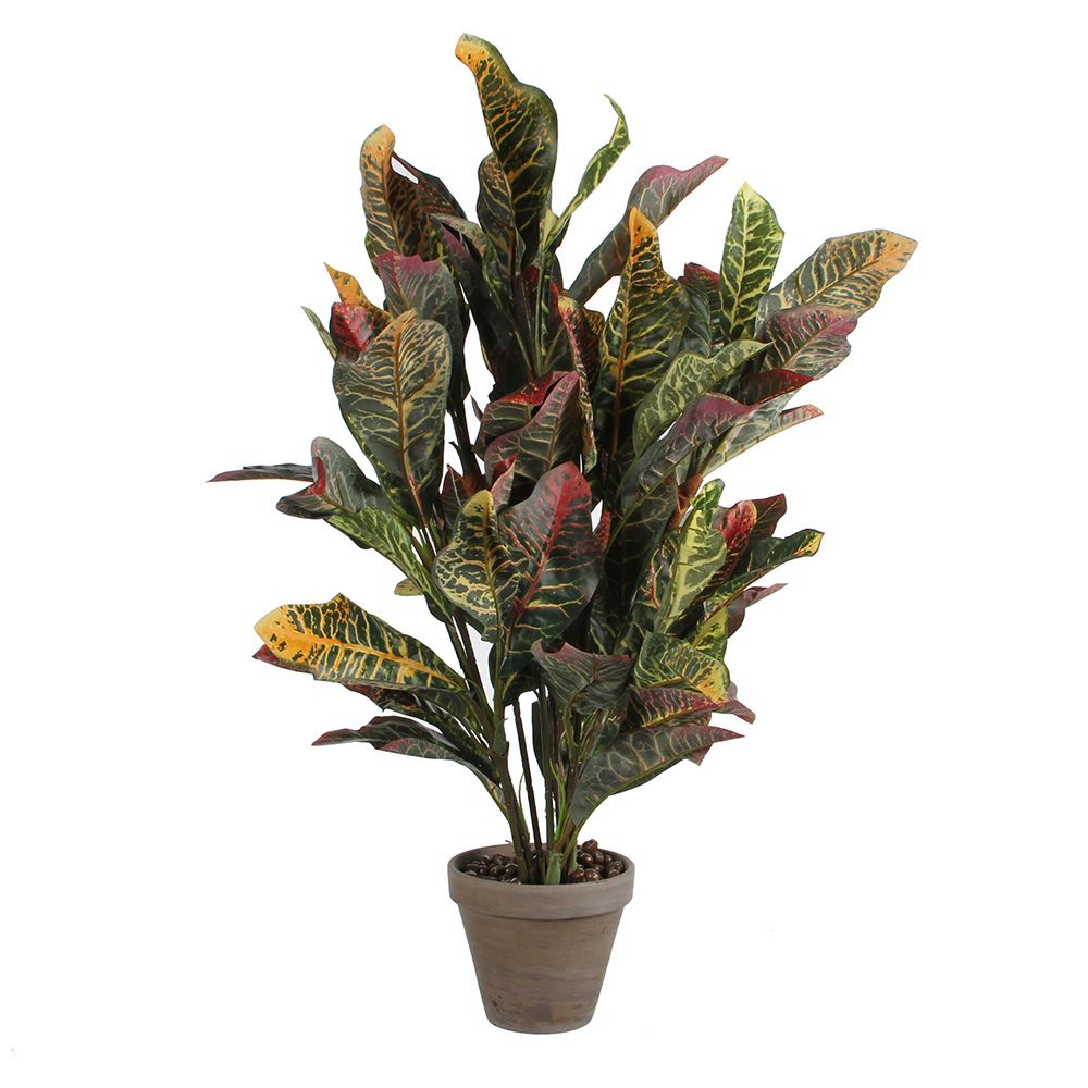 Maceta croton verde, 73 x 40 cm